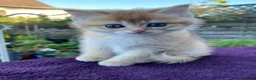 British Shorthair cats for sale: Golden, Golden Colourpoint & Silver Tipped - Advert 14