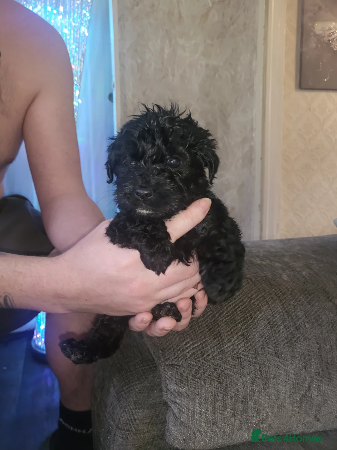 Cockapoo dogs for sale: Beautiful cockapoo  - Advert 2