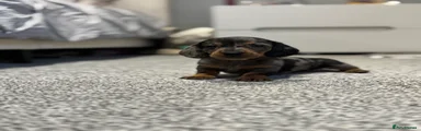 Miniature Dachshund Puppy 3