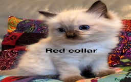 Ragdoll cats for sale: 4 Prebred Ragdolls kittens for sale - Image 8