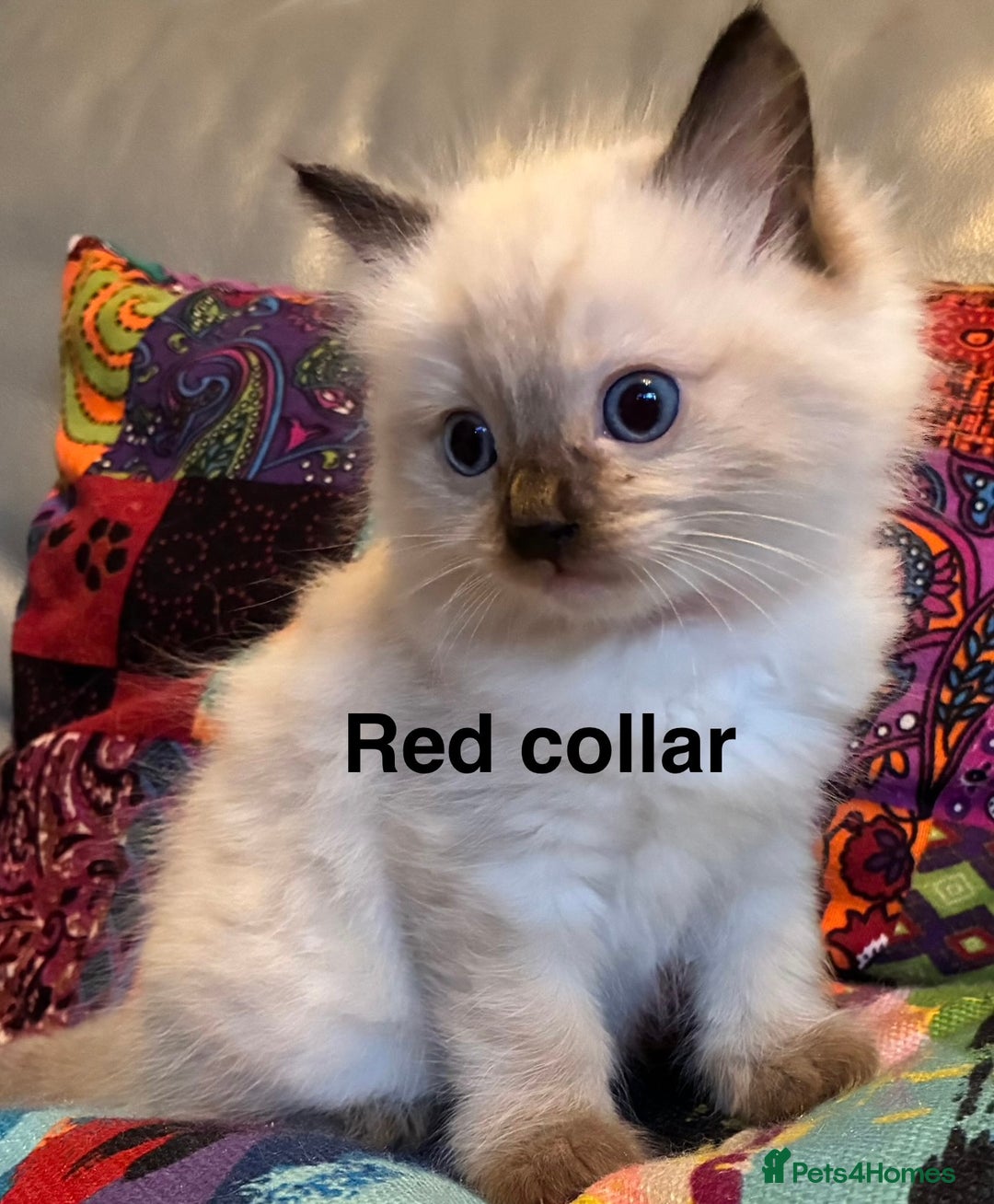 Ragdoll cats for sale: 4 Prebred Ragdolls kittens for sale - Image 8