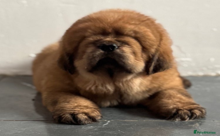 Tibetan Mastiff dogs - Advert 1