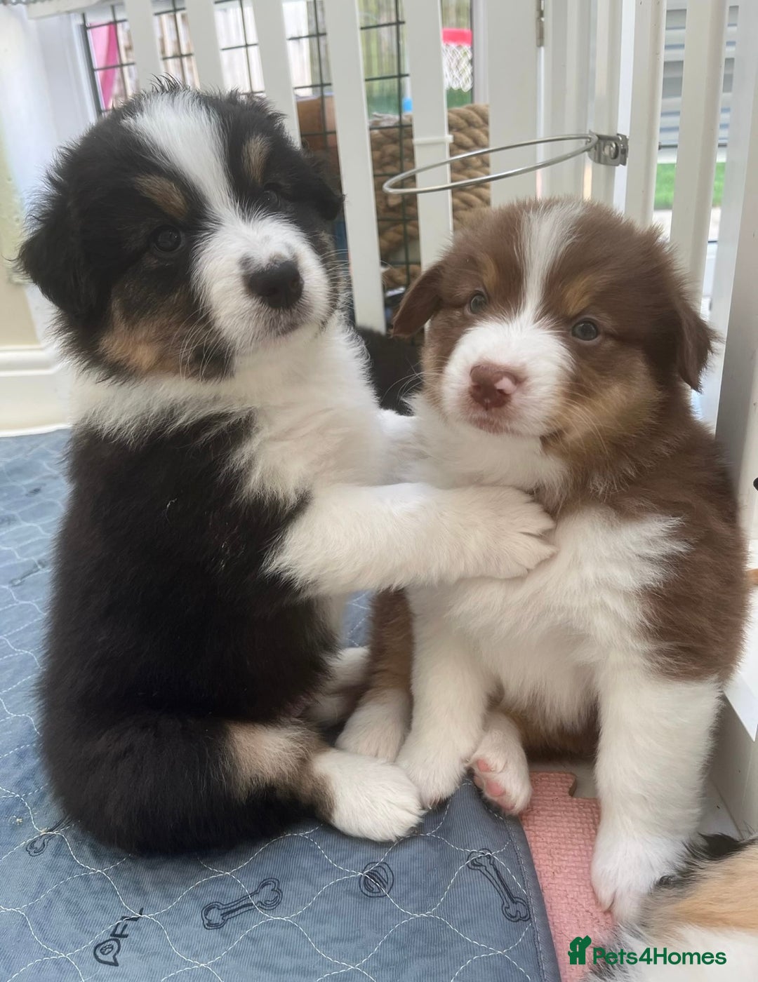 Australian Shepherd dogs for sale: 4 month old Aussie  - Advert 4