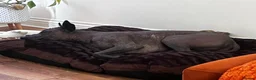 Mexican Hairless dogs for sale: Xoloitzcuintle - Mexican Hairless Standard adult  - Advert 4