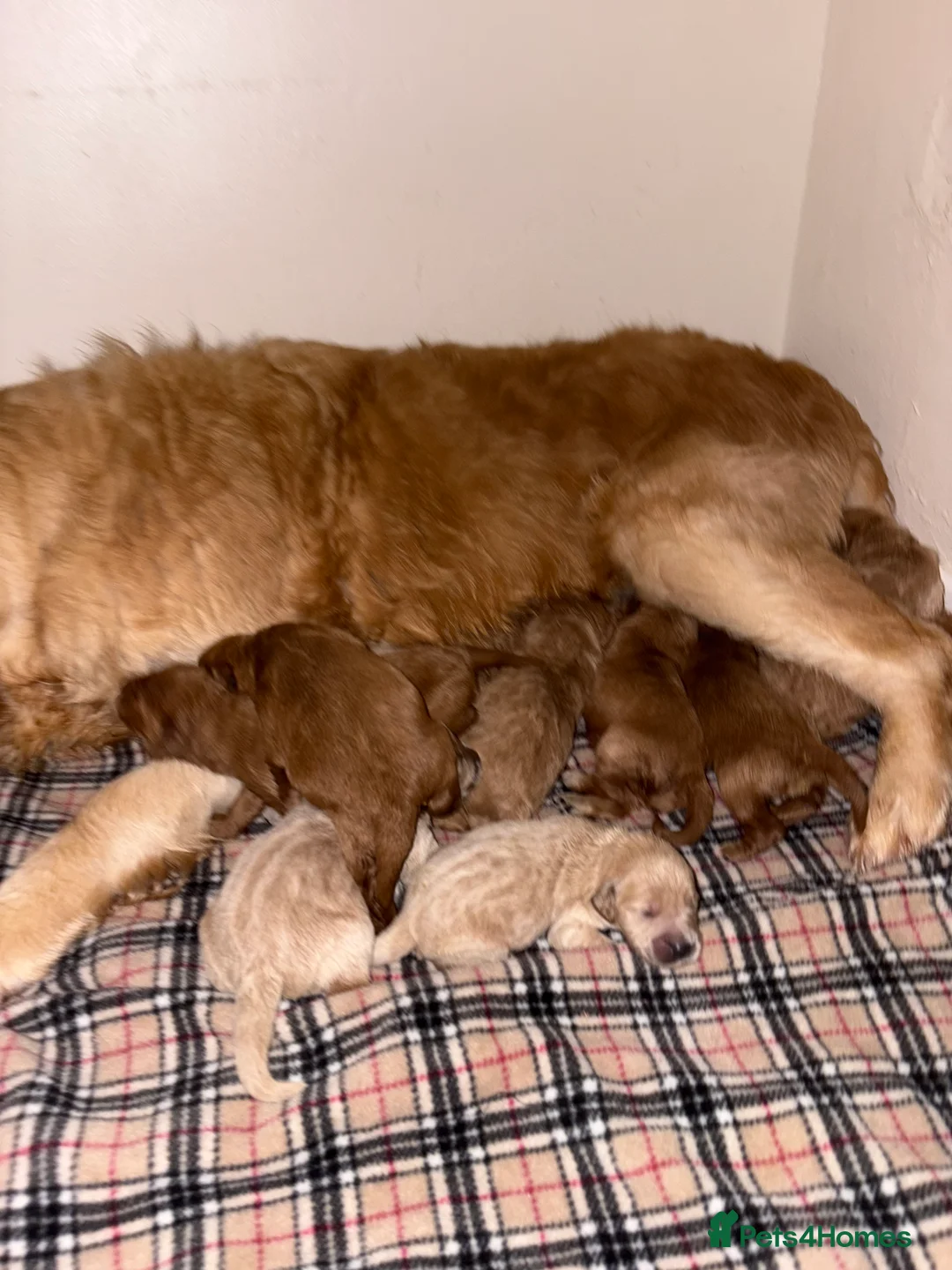 Mini Goldendoodle dogs for sale: Are Gorgeous golden doodle puppies 🐶 - Advert 12