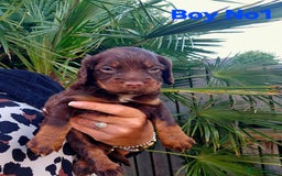 Cocker Spaniel dogs for sale: Cocker Spaniels - Image 2