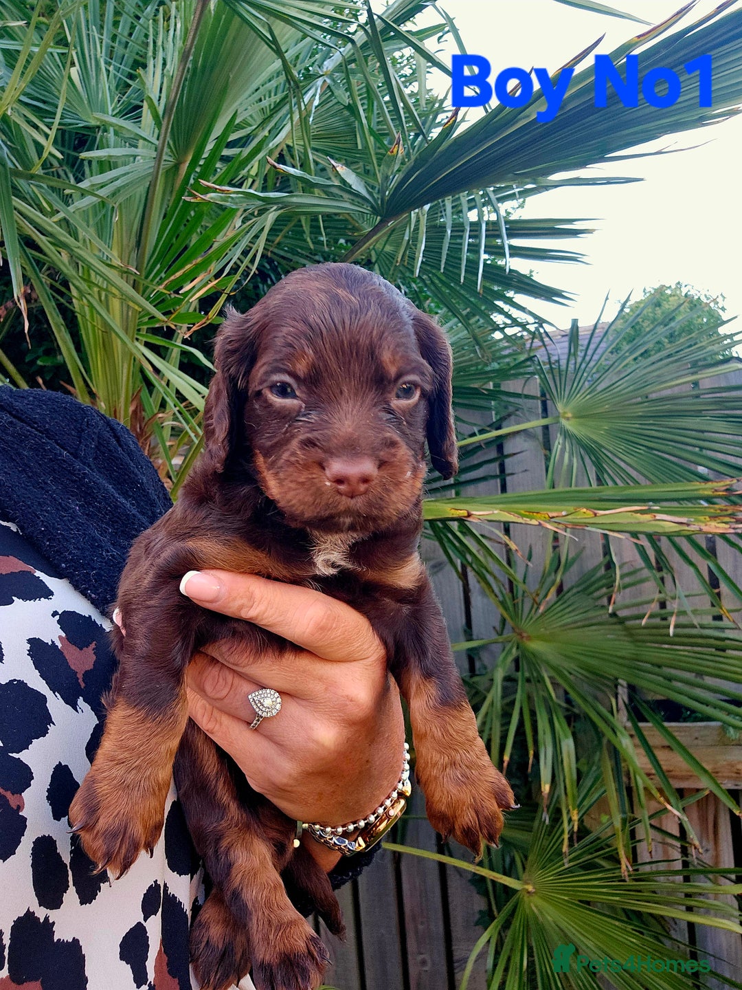Cocker Spaniel dogs for sale: Cocker Spaniels - Image 2
