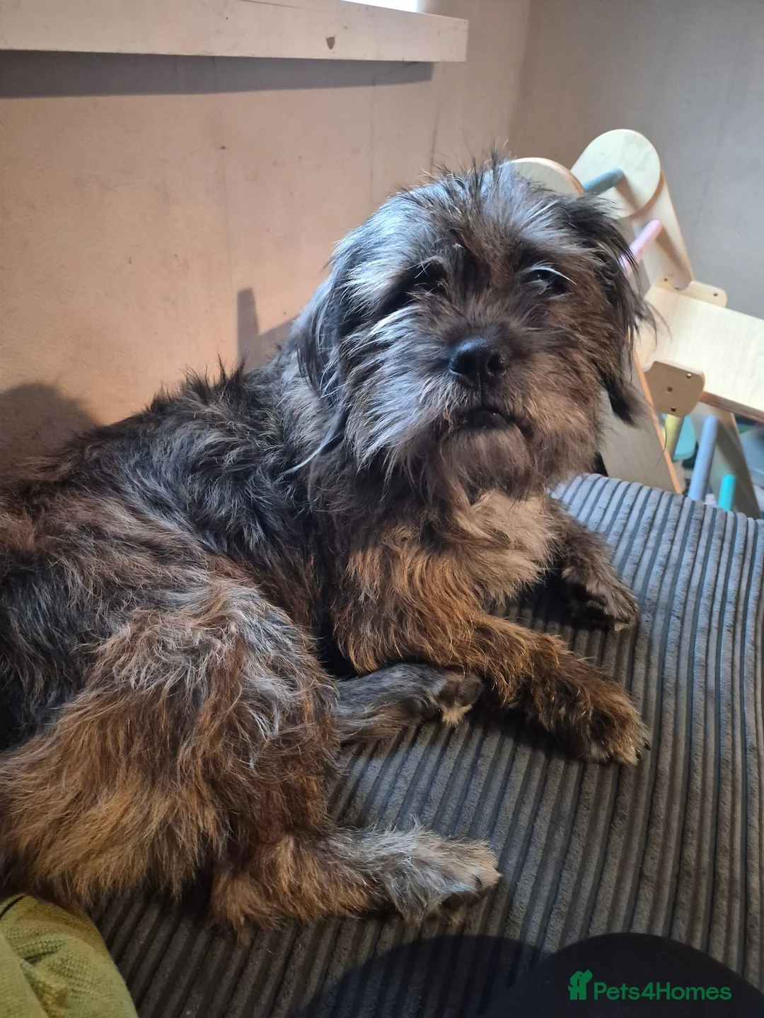 Mixed Breed dogs for sale: Rottweiler cross shihtzu AKA shihweiler - Advert 1