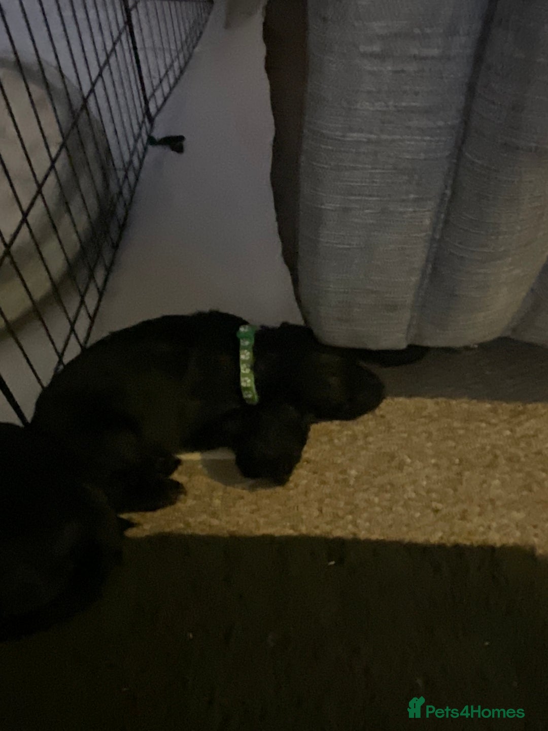 Cockapoo dogs for sale: 5 cockapoo puppies for adoption - Advert 5