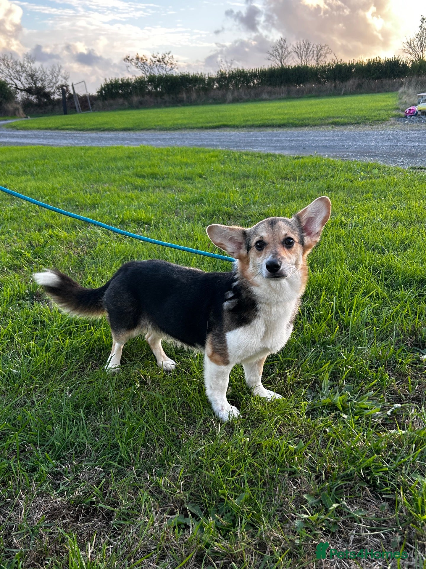 Welsh Corgi Pembroke dogs Bonnie - 1 1/2 year old Tri-Coloured Female  - Advert 11