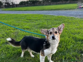 Welsh Corgi Pembroke dogs Bonnie - 1 1/2 year old Tri-Coloured Female - Advert 2