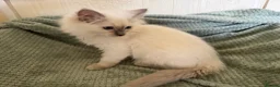 Ragdoll cats for sale: Beautiful Ragdoll kittens  - Advert 5