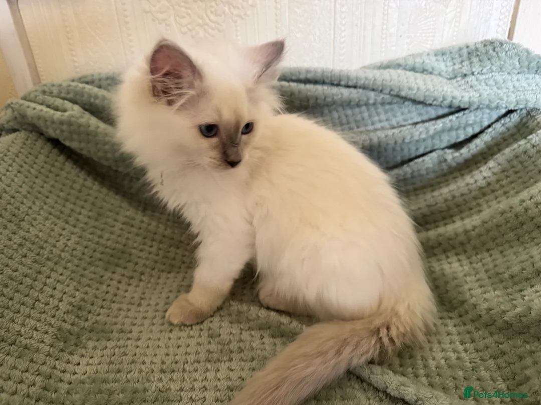 Ragdoll cats for sale: Beautiful Ragdoll kittens  - Advert 5
