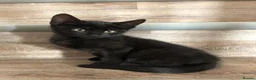 Mixed Breed cats for sale: Kittens - Advert 14