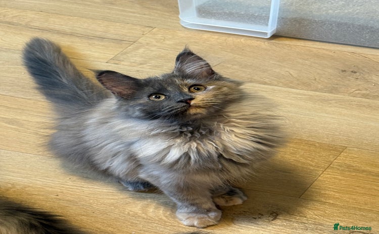 Maine Coon cats - Advert 1