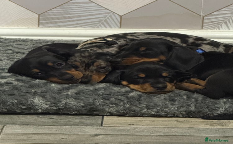 Dachshund dogs - Advert 13