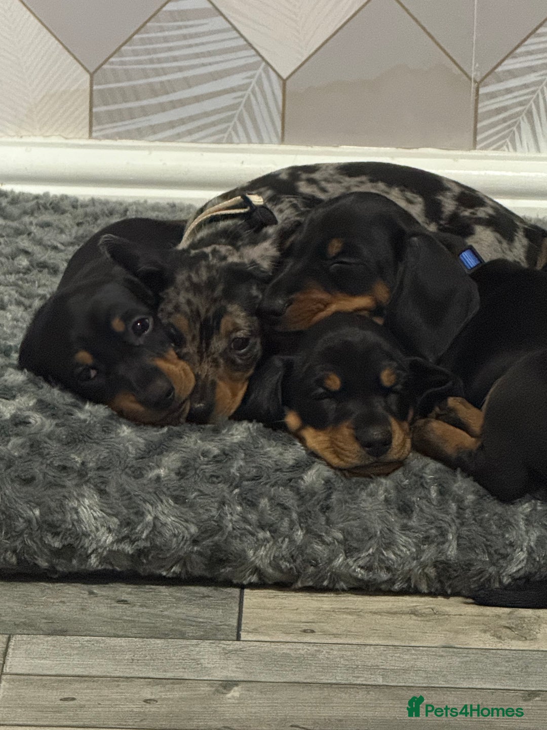 Dachshund dogs for sale: dachshund puppies LAST puppy left  - Advert 2