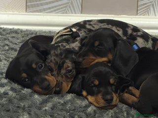 Dachshund dogs dachshund puppies - Advert 6