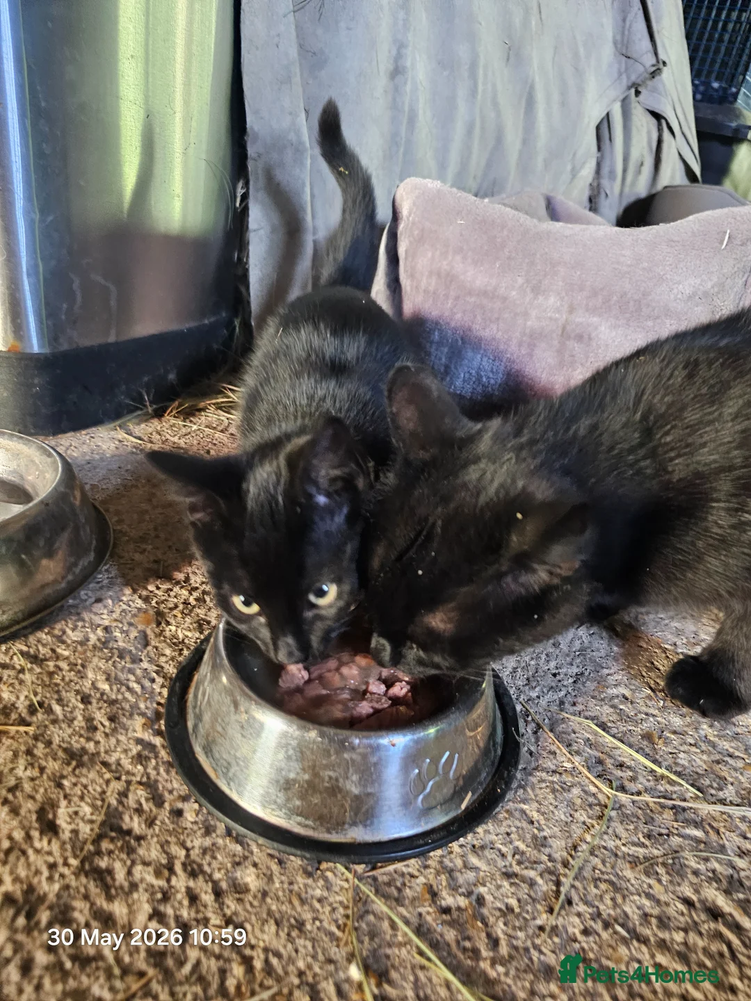 Mixed Breed cats for sale: 2 Black Male Barn Kittens  - Advert 7