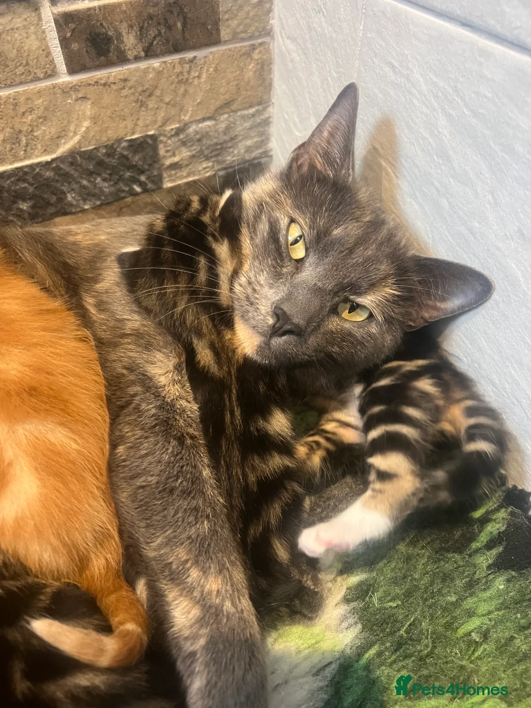 Mixed Breed cats for sale: READY TO RESERVE   in Southampton - Advert 2