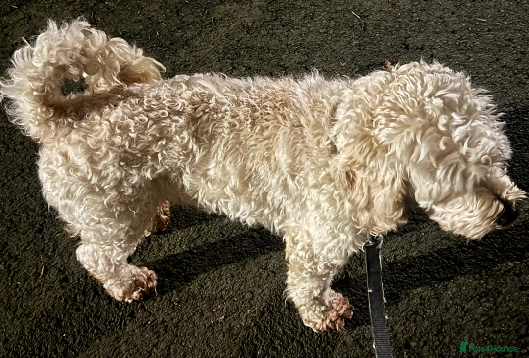 Cockapoo dogs for stud: Ralf.  in Dunfermline - Advert 1