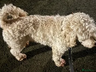 Cockapoo dogs Ralf. in Dunfermline - Advert 11