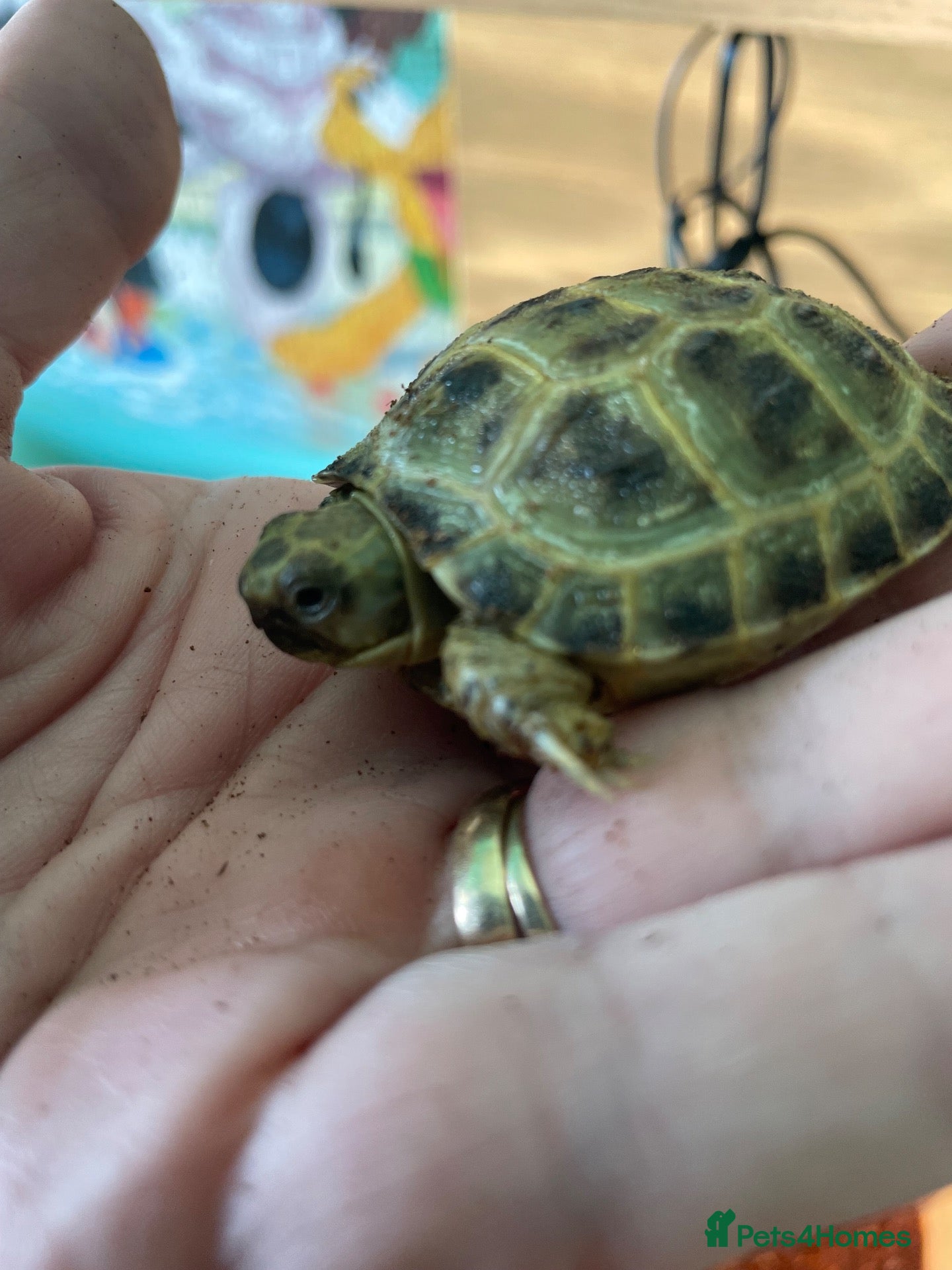 Tortoise reptiles for sale: Horsfield tortoises  - Advert 15