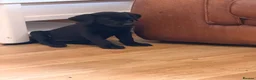 Labrador Retriever dogs for sale: Labrador puppies - Advert 5