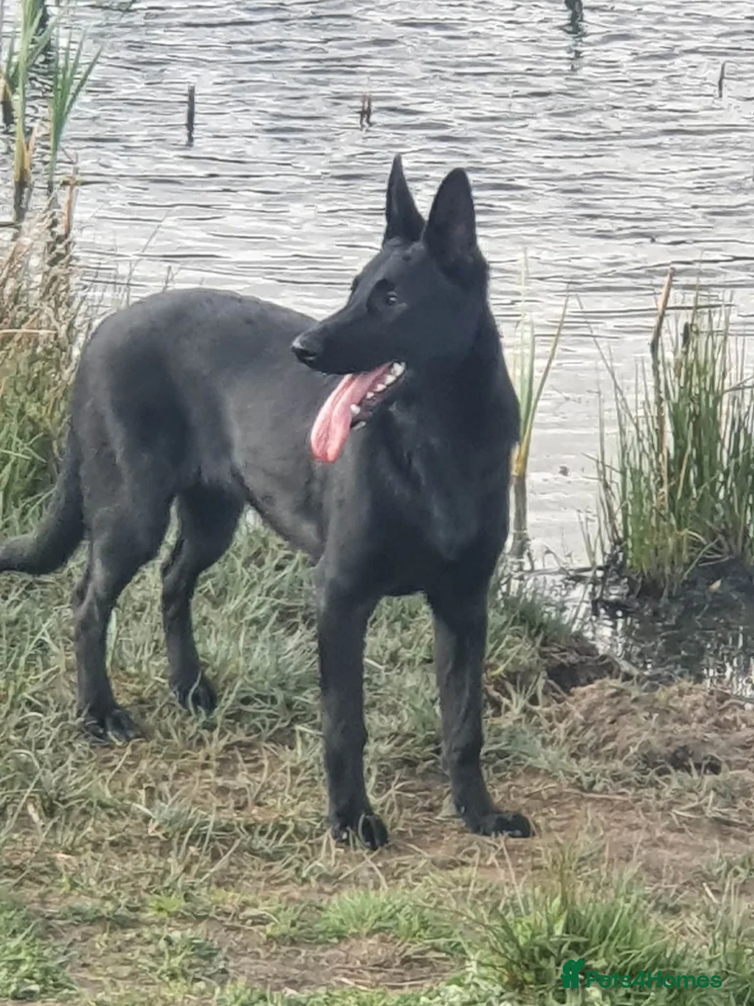 German Shepherd dogs for sale: German shepherd puppies  - Advert 1