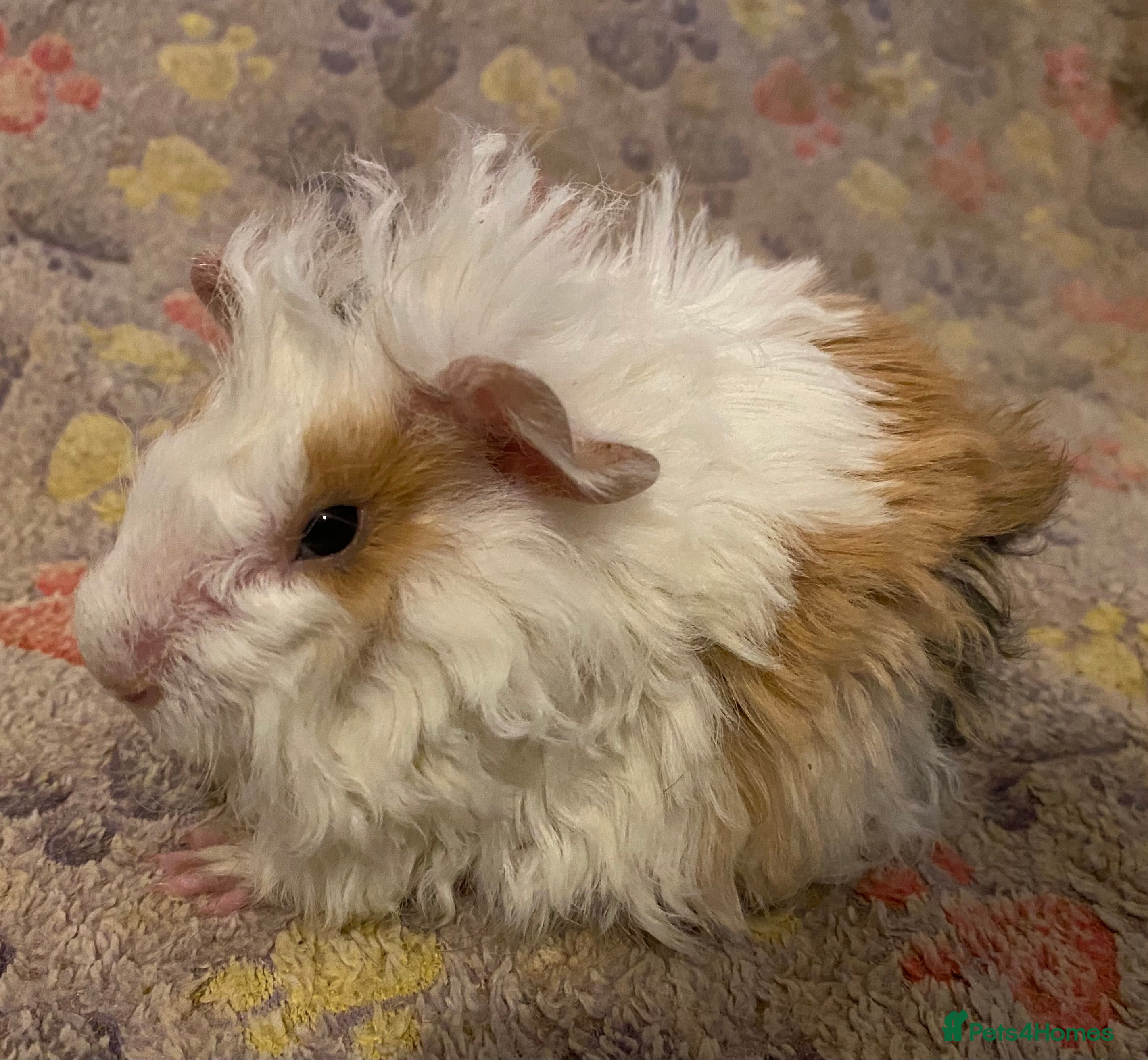 Guinea Pig rodents Gorgeous baby Guinea pigs - Advert 5