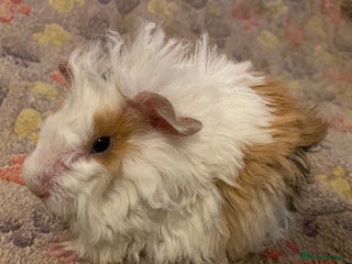 Guinea Pig rodents Gorgeous baby Guinea pigs - Advert 5