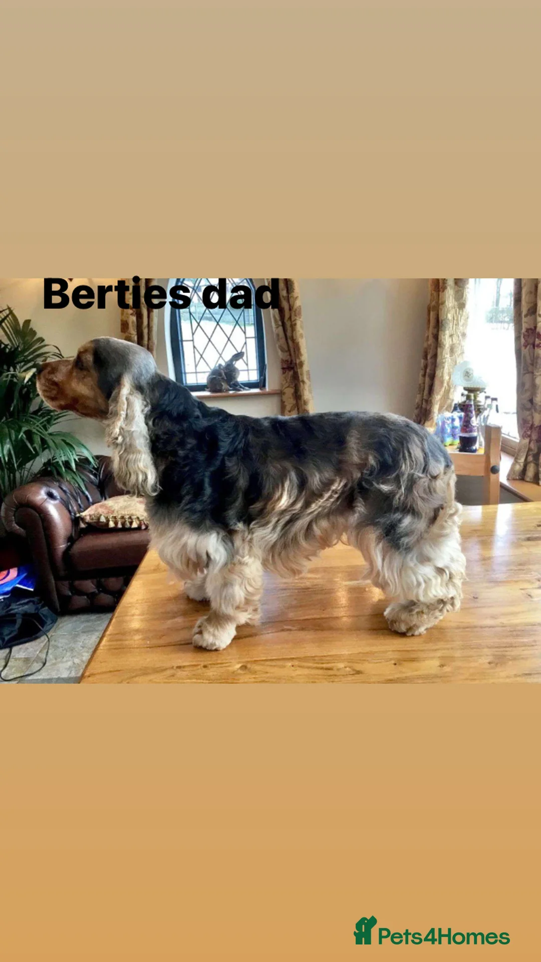 Cocker Spaniel dogs for stud: Proven KC Reg Show Cocker Spaniel Stud in Leicester - Advert 4