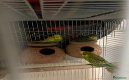 Budgerigars birds for sale: Budgerigars / Budgies - Image 4