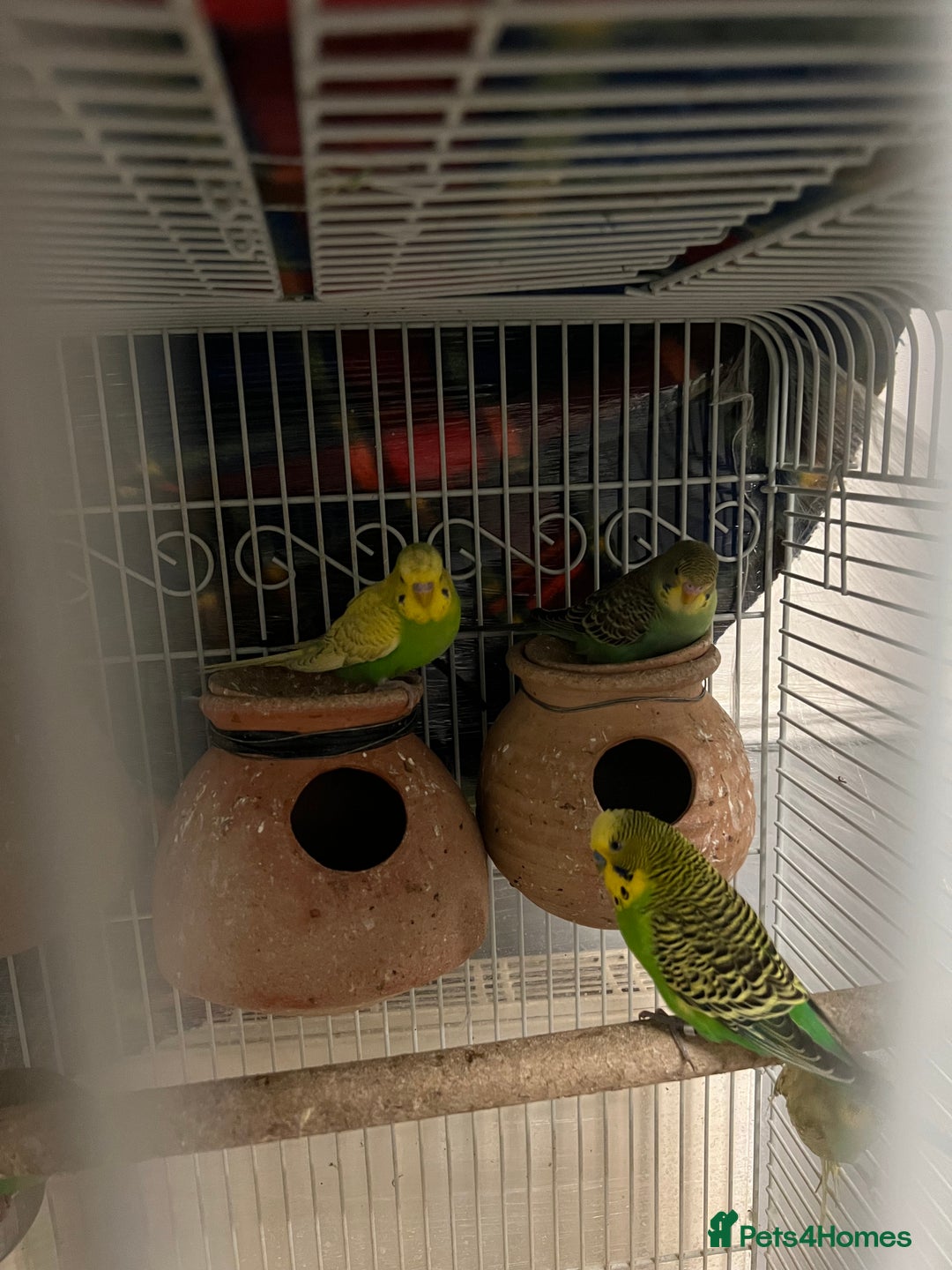 Budgerigars birds for sale: Budgerigars / Budgies - Image 4