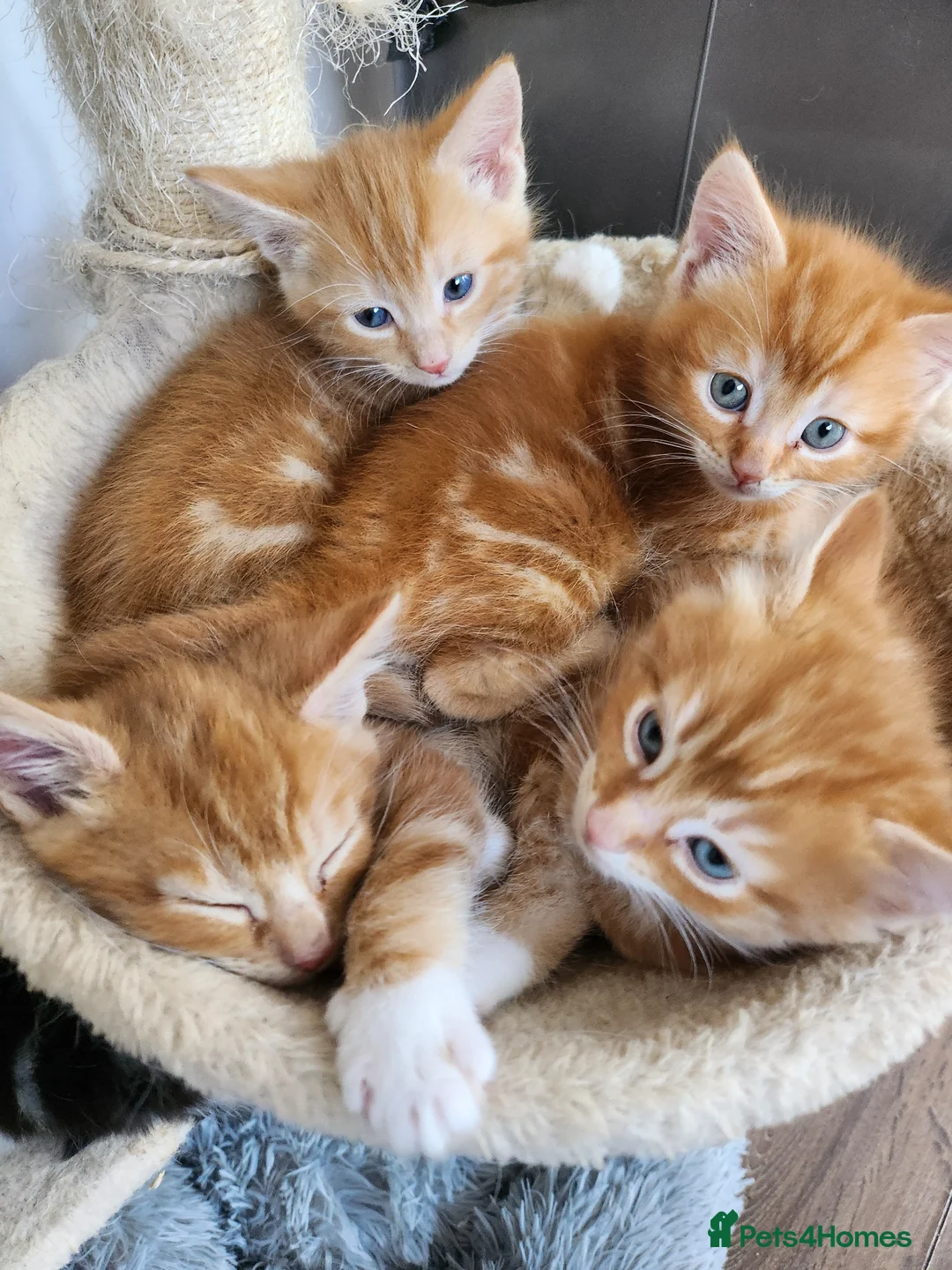 Mixed Breed cats for sale: There adorable brothers from the same litter  - Advert 2
