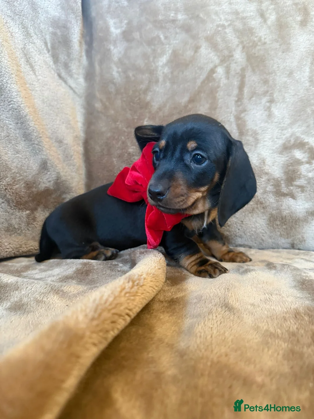 Miniature Dachshund dogs for sale: KC Reg TINY Miniatures from Kaninchen parents  - Advert 11