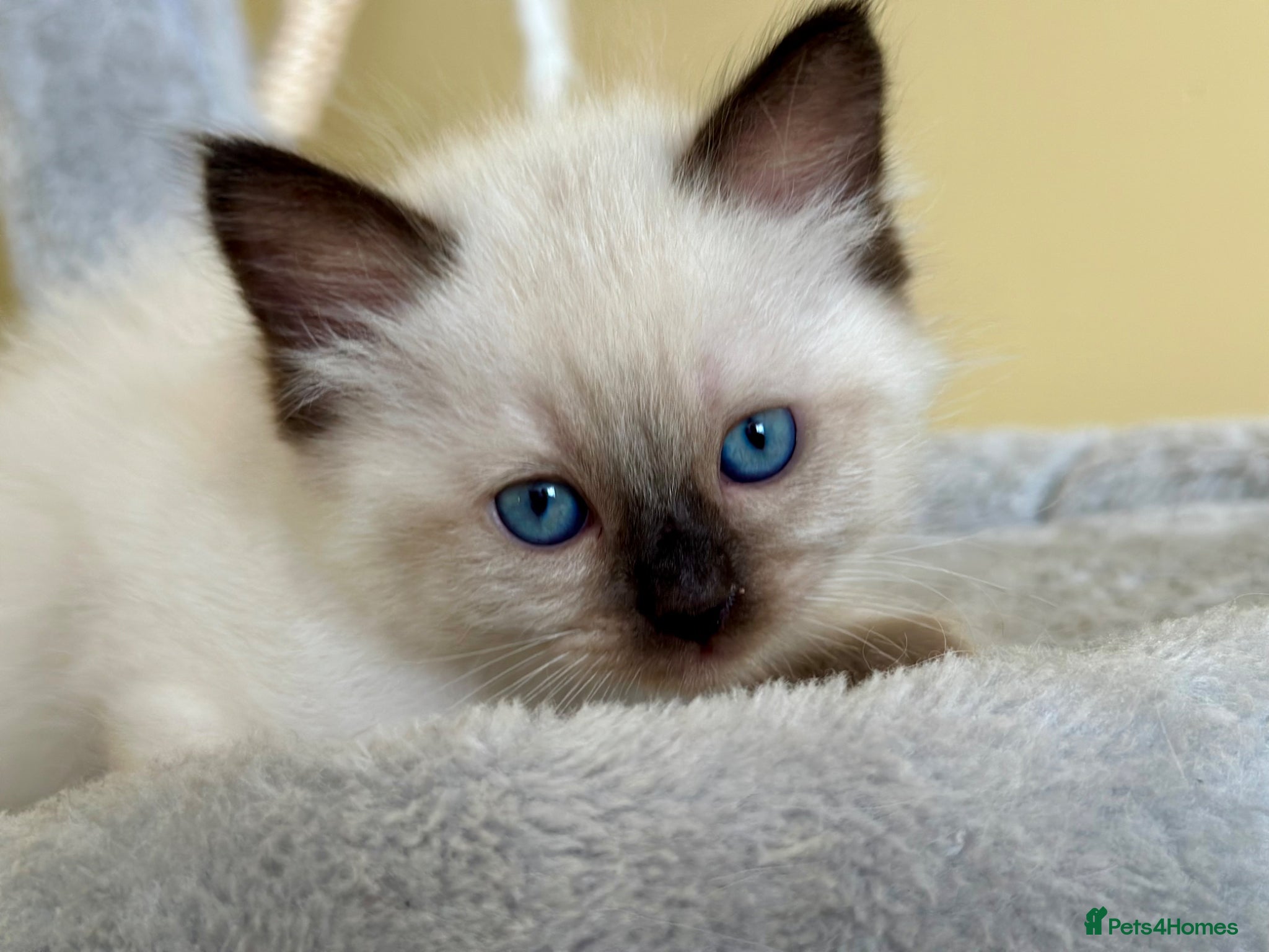 Ragdoll cats DNA Clear Blue Eyed Seal & Blue Point Ragdolls - Advert 17
