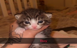 Mixed Breed cats for sale: 9 fluffy beautiful kittens 5 left!  - Image 1