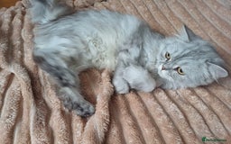 Persian cats for sale: Chinchilla persian 1 year. £250 - Image 3