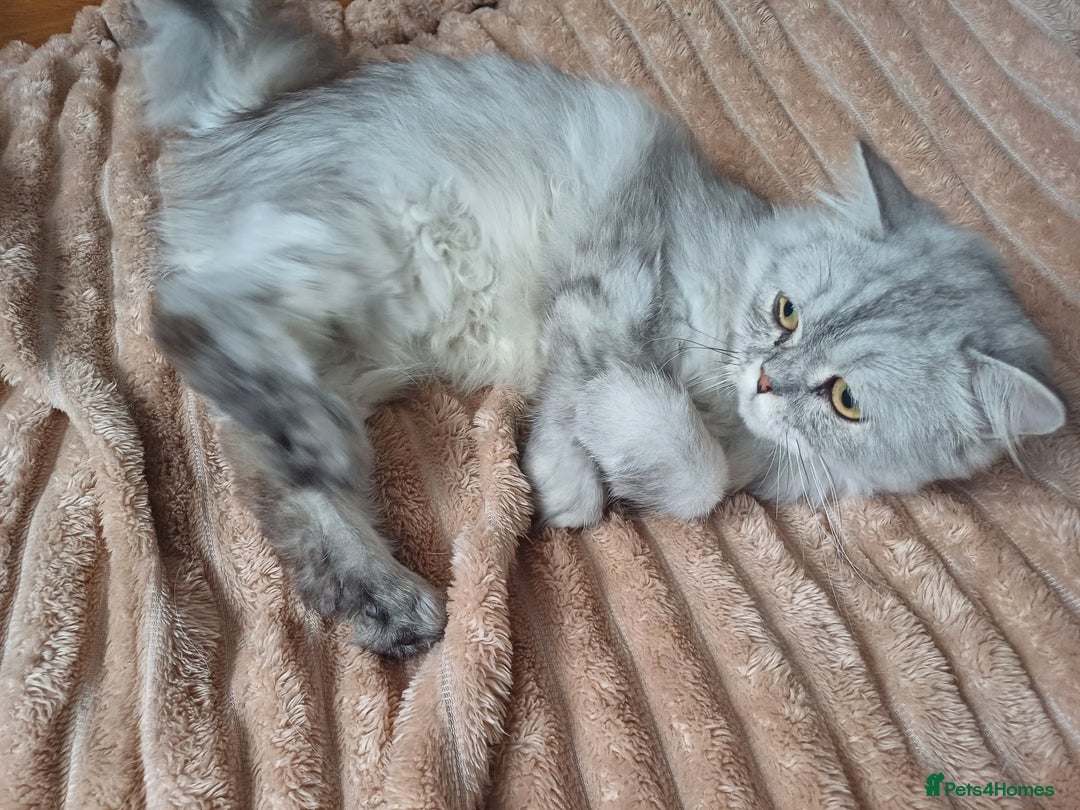 Persian cats for sale: Chinchilla persian 1 year. £250 - Image 3