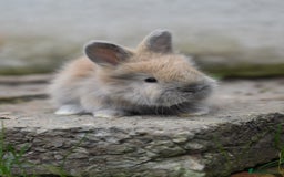 Angora rabbits for sale: French Imported Pedigree English Angoras - Image 9