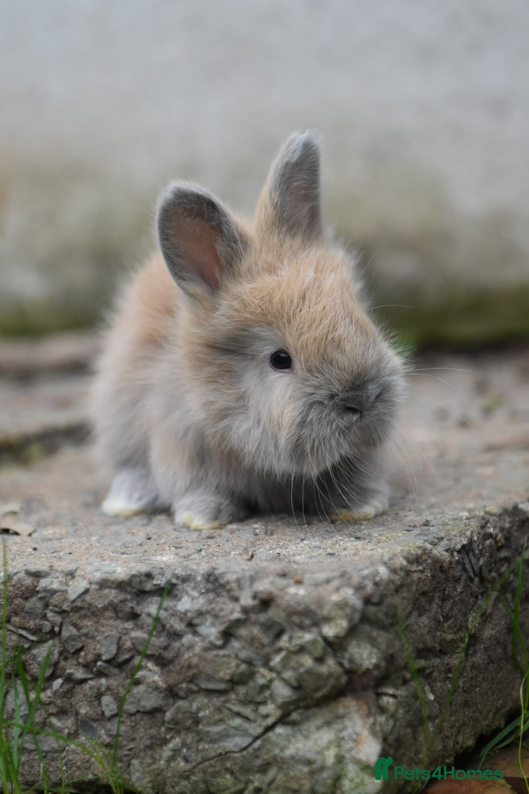 Angora rabbits for sale: French Imported Pedigree English Angoras - Image 9