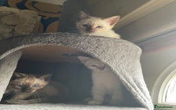 Bengal cats for sale: INTRODUCING 3 ❤️❤️❤️ BEAUTIFUL FELINES  - Image 15
