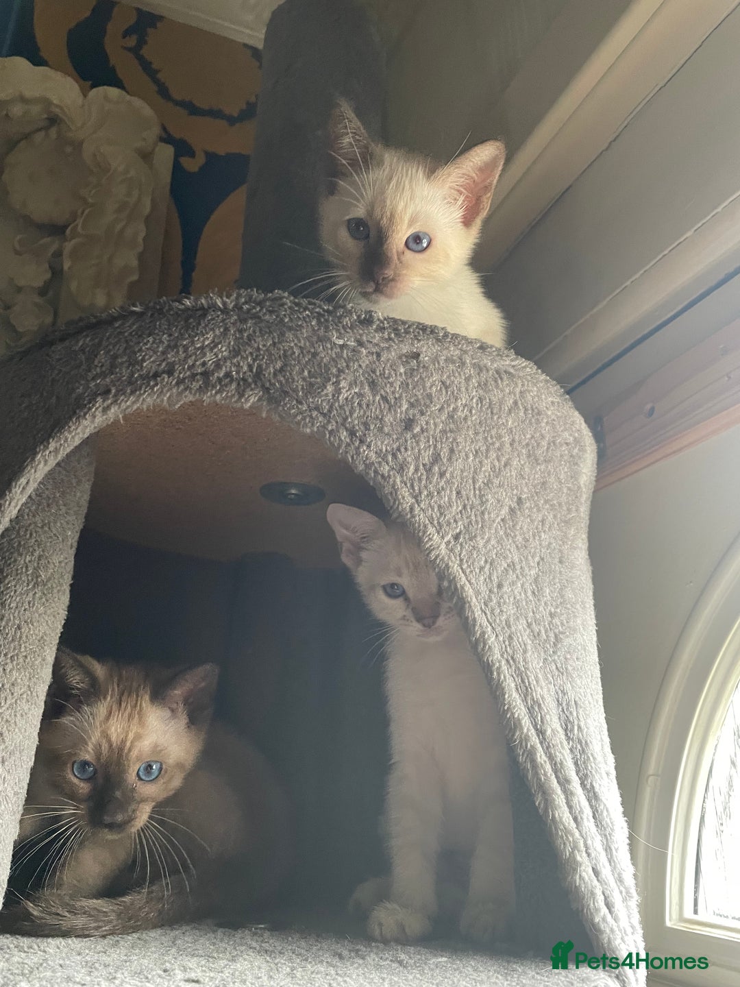 Bengal cats for sale: INTRODUCING 3 ❤️❤️❤️ BEAUTIFUL FELINES  - Image 15