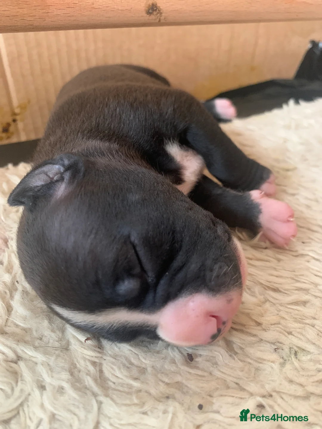 Mixed Breed dogs for sale: Staffy mastiff x bulldog bully - Advert 3