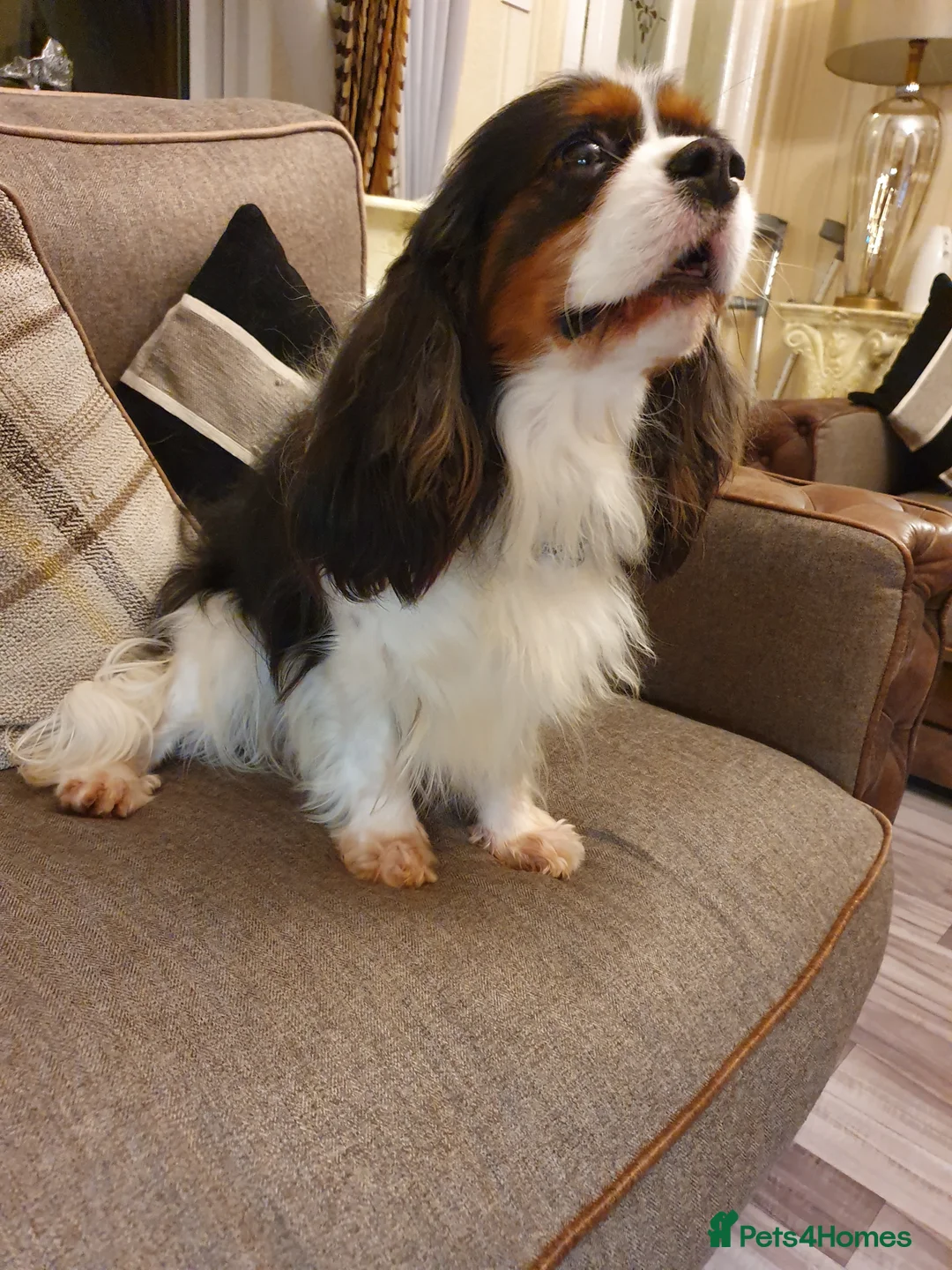 Cavalier King Charles Spaniel dogs for stud: Tri Cavalier king Charles for STUD  DNA TESTED in Salford - Advert 4