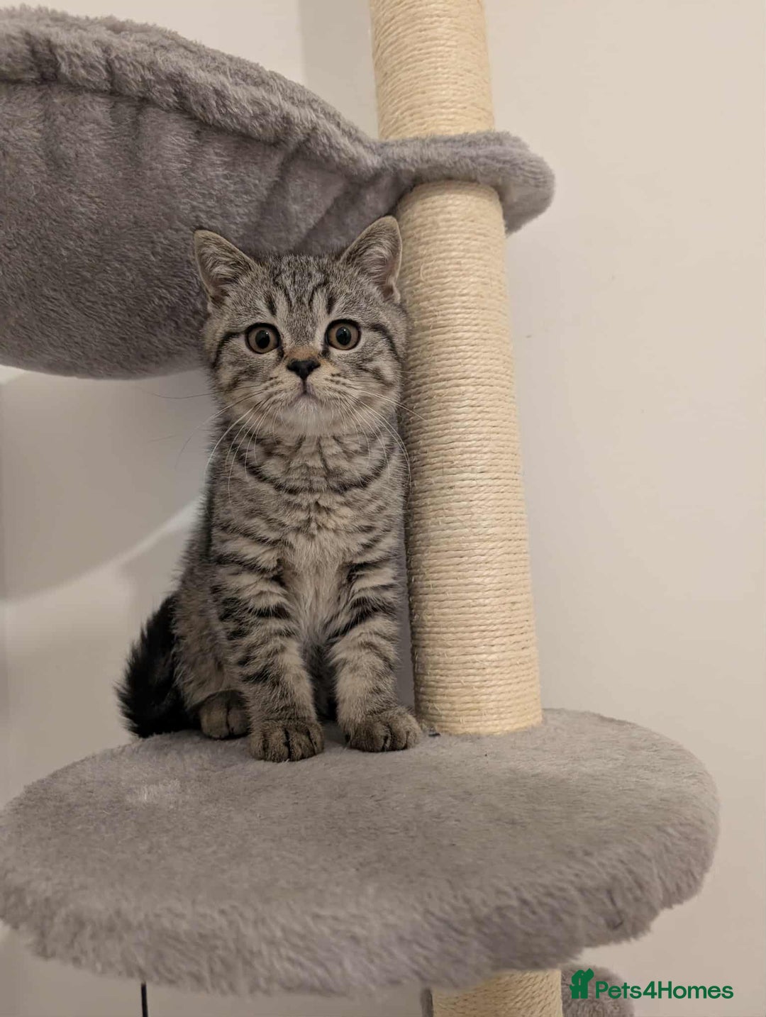 British Shorthair cats for sale: Ready now!! British shorthair kittens  - Image 3