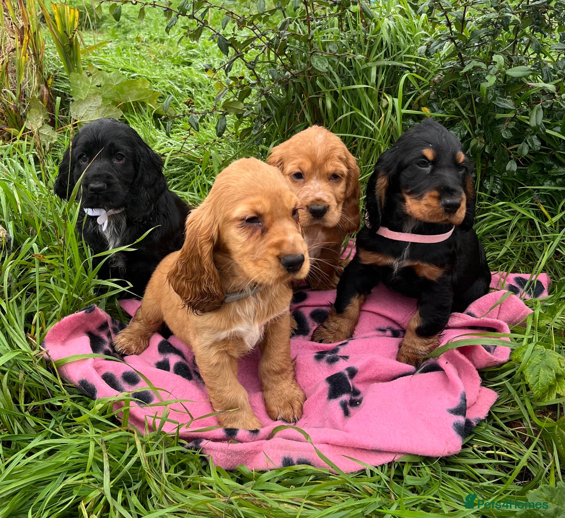 Cocker Spaniel dogs Stunning show type cocker spaniel puppies  - Advert 2