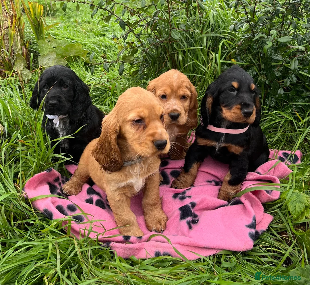 Cocker Spaniel dogs for sale: Stunning show type cocker spaniel puppies  - Advert 2