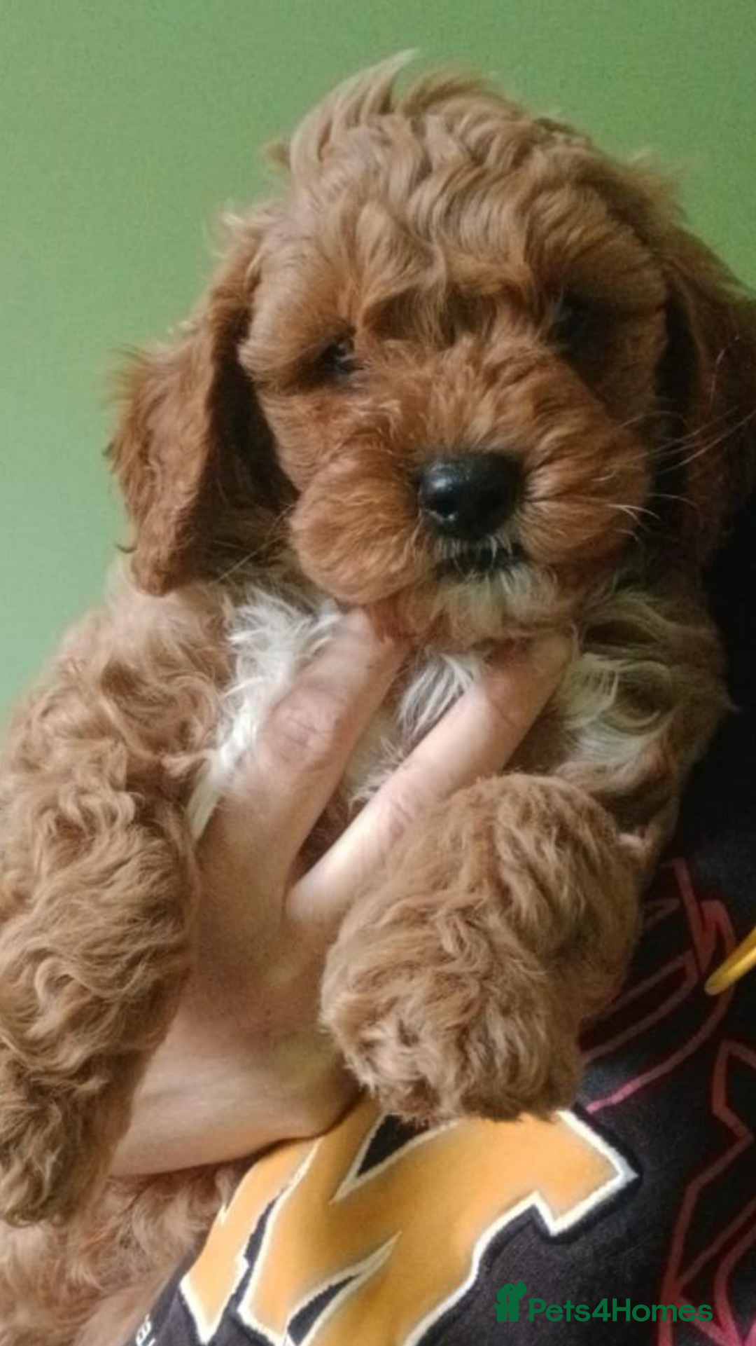 Toy Poodle dogs for stud: Proven Toy Poodle For Stud in Canterbury - Image 24